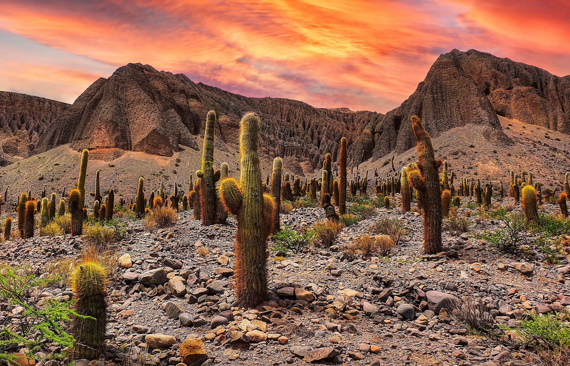 Cardones al atardecer en los Valles Calchaquíes