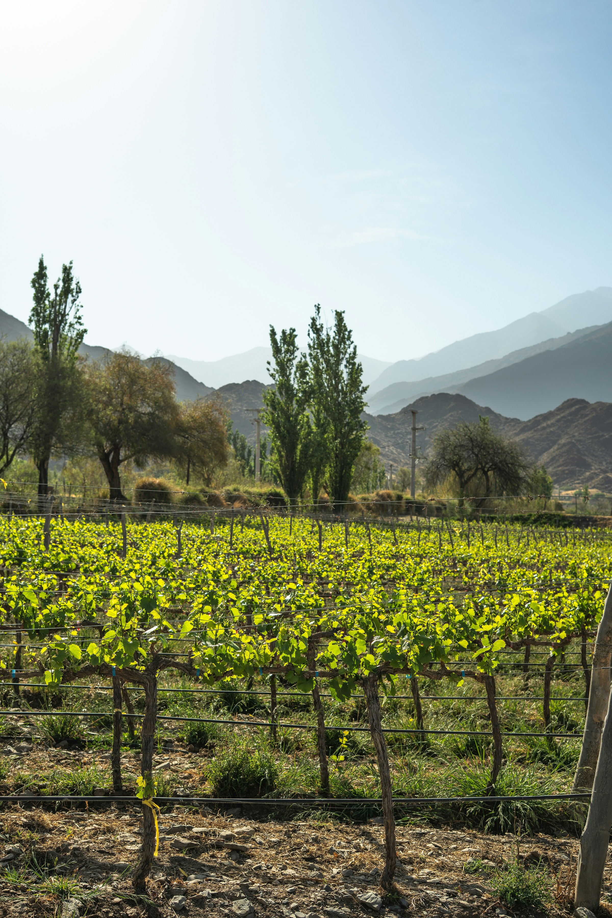 Viñedos de altura en Cafayate